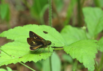 Little Glassywing